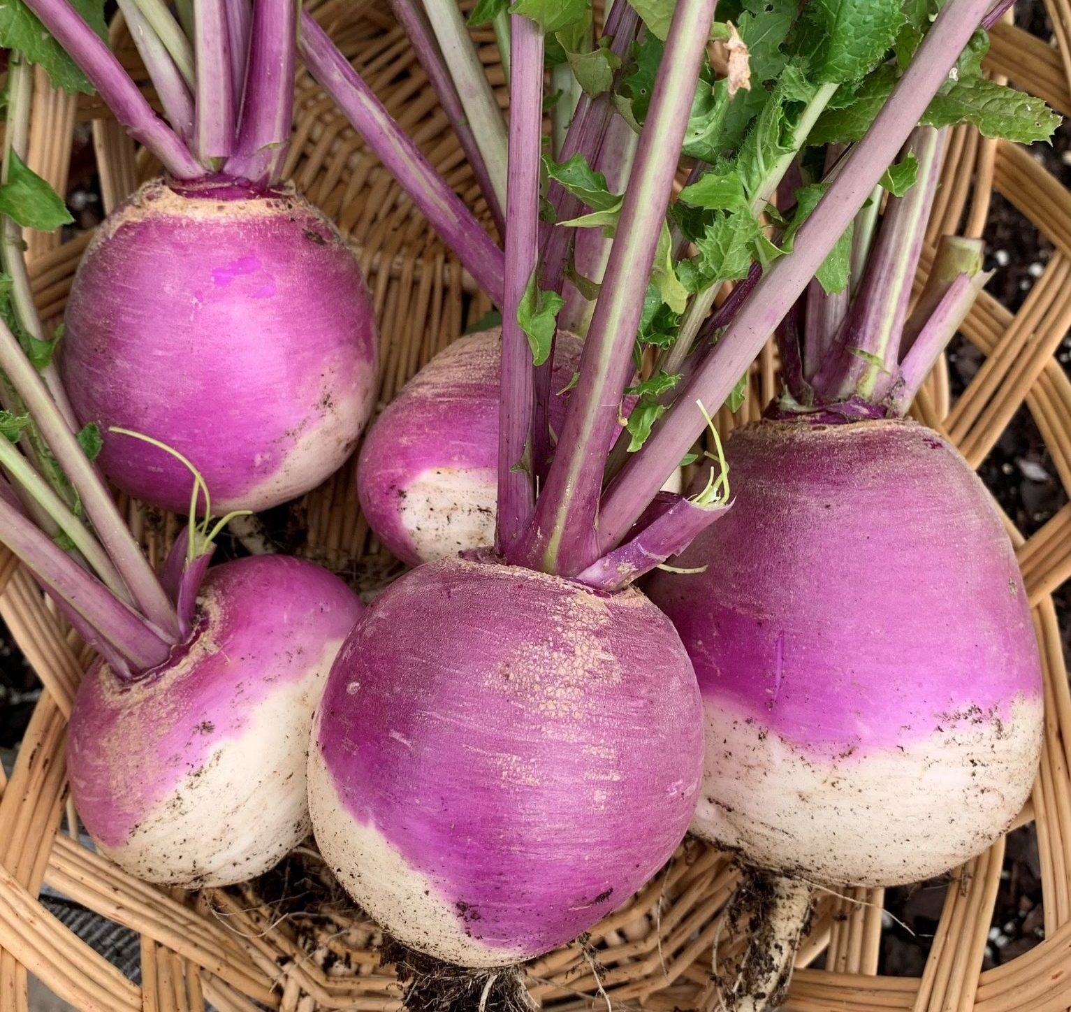 Read more about the article How to Grow Turnips in Beds or Containers