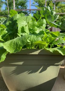 turnip greens in container