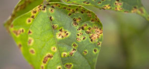 bean rust