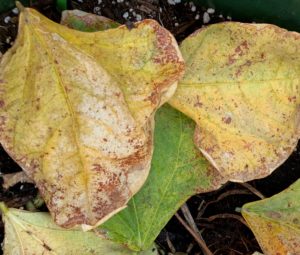 bean rust 