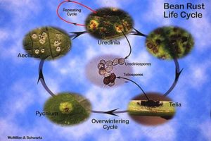 bean rust life cycle