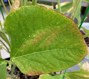 Read more about the article Bean Rust: How to Identify, Treat, and Prevent It