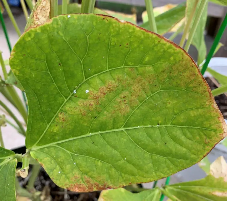 Bean Rust How to Identify, Treat, and Prevent It Okra In My Garden