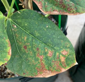 bean rust on black eyed pea