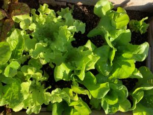 lettuce in garden bed