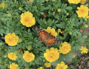French marigolds and butterfly