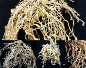 Root knot nematodes on tomato