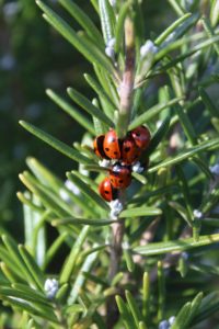 rosemary and ladybugs