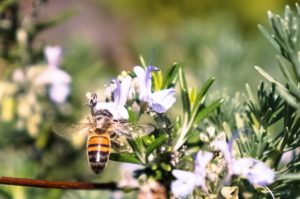 bee pollinator rosemary