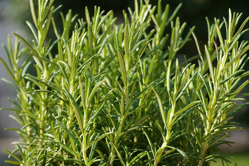 Read more about the article How to Grow Fragrant Rosemary