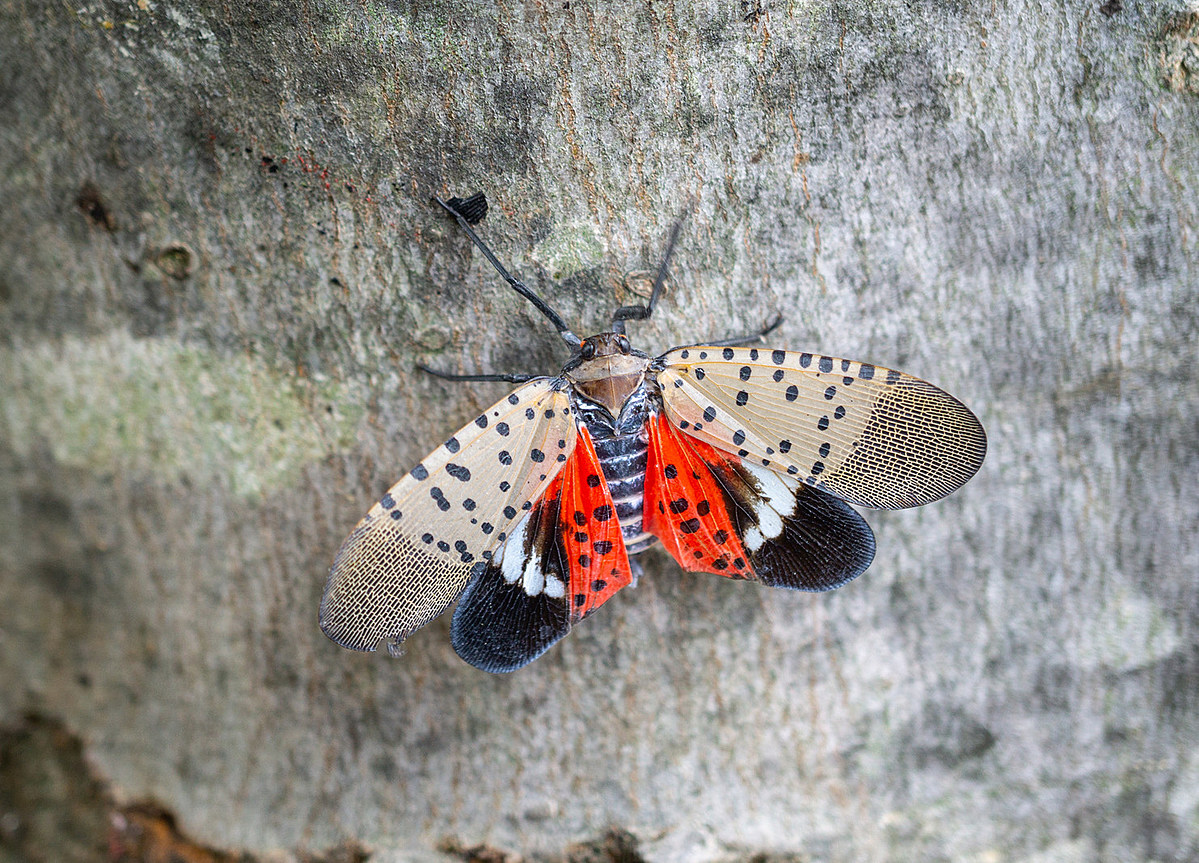 You are currently viewing The Invasive Spotted Lanternfly