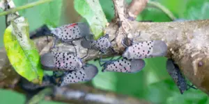 spotted lanternfly adults