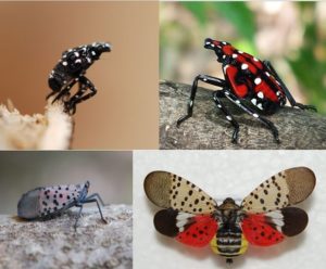 spotted lanternfly stages nymphs