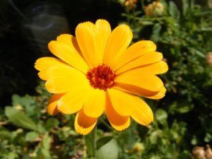 Calendula or pot marigold