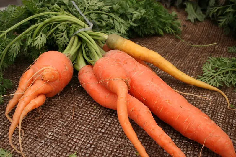 Read more about the article 8 Reasons Why Carrots Grow Deformed and How to Prevent It