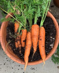 carrots in container