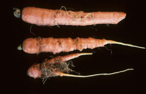 carrots and root knot nematode