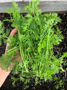 carrot seedlings thinned 
