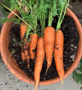 container carrots and soil