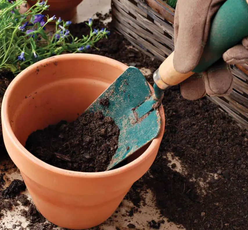 Read more about the article How to Refresh and Reuse Container Soil in 5 Easy Steps