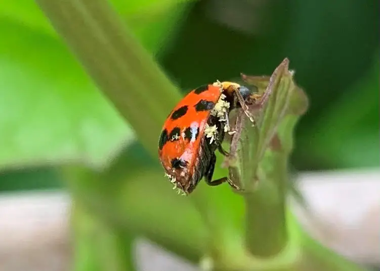 Read more about the article Can Ladybugs Contract A Sexually Transmitted Disease?