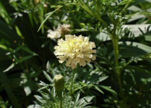 African or Aztec or Mexican marigold
