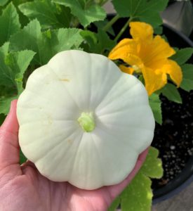 patty pan squash growing in container