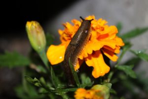 slug on marigold