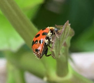 ladybug, fungal STD