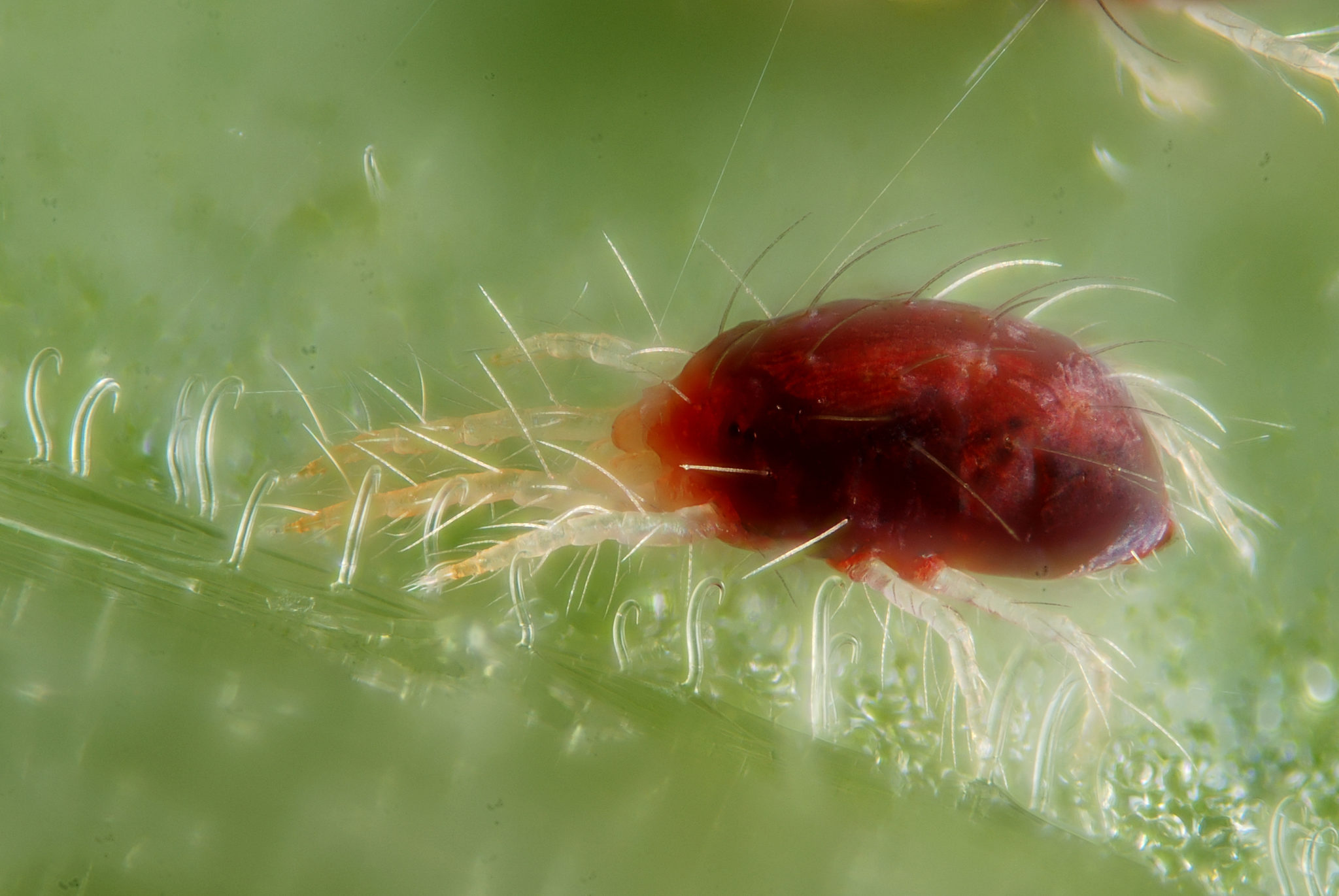 Spider Mites How To Identify And Treat Them Okra In My Garden 4949