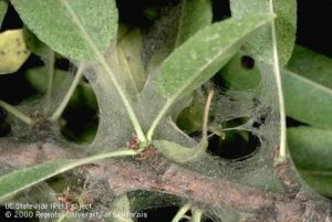 spider mite infestation