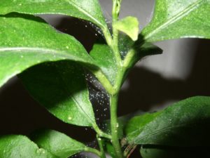 spider mite webbing