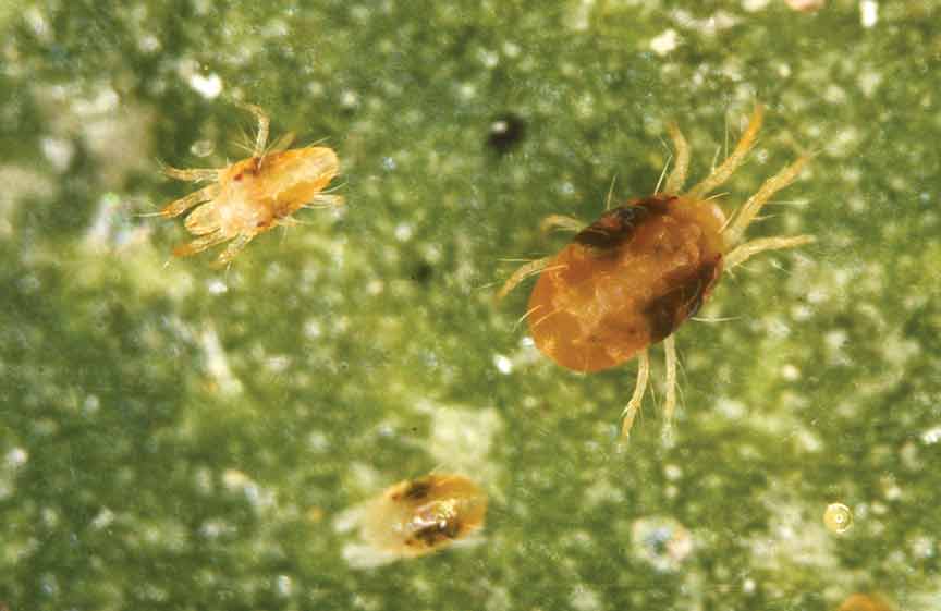 Spider Mites How To Identify And Treat Them Okra In My Garden 9784