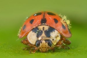 ladybug with STD