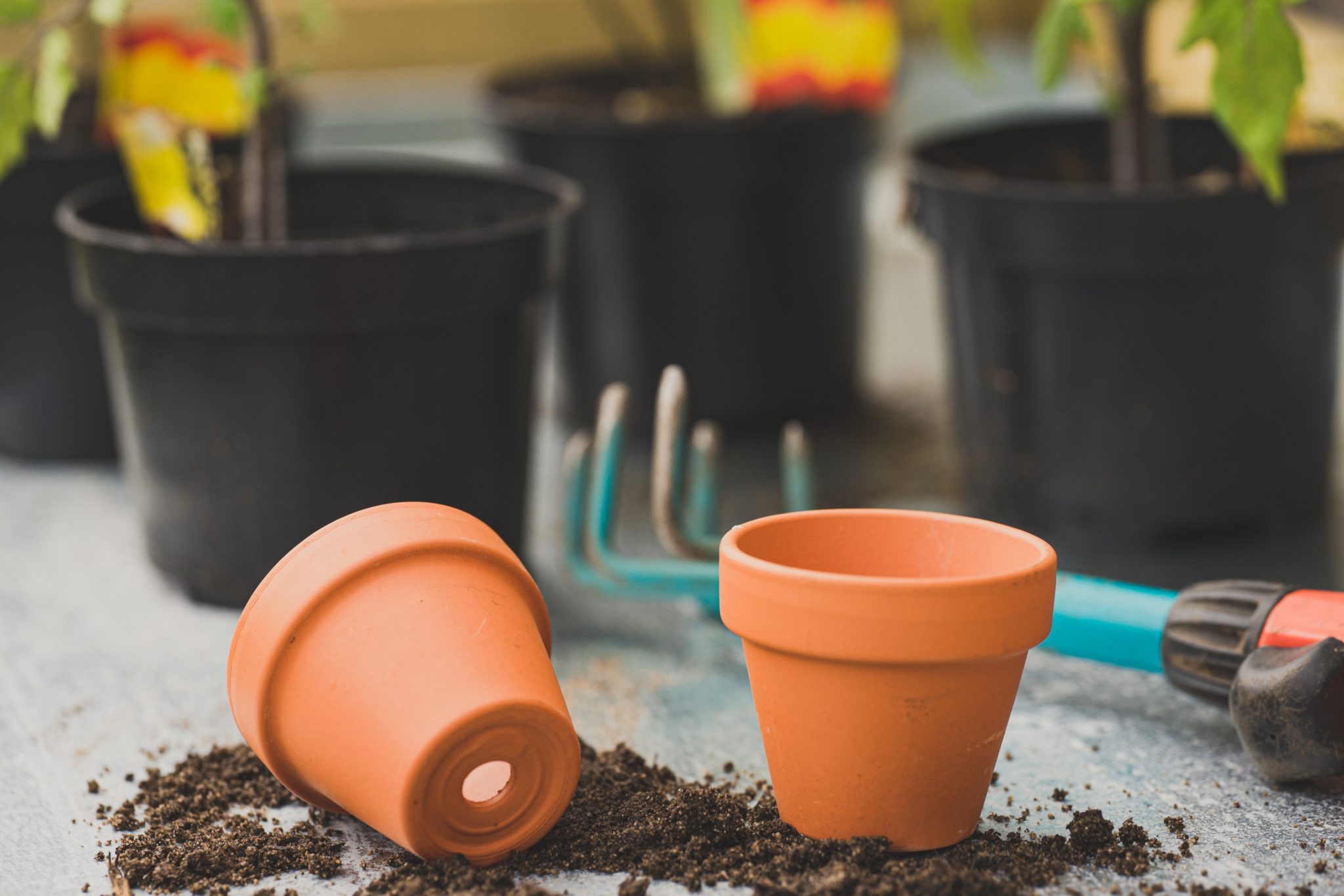 Potting Soil and Potting Mix The Differences and Best Uses Okra In