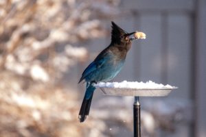 bird in winter on feeder
