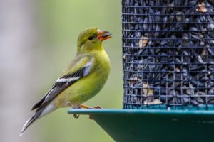bird on feeder with food