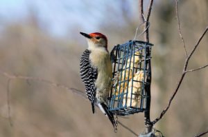 woodpecker and suet feed