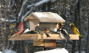 birds at feeder in winter