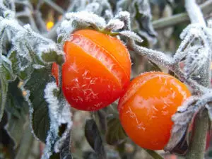 frost on tomatoes