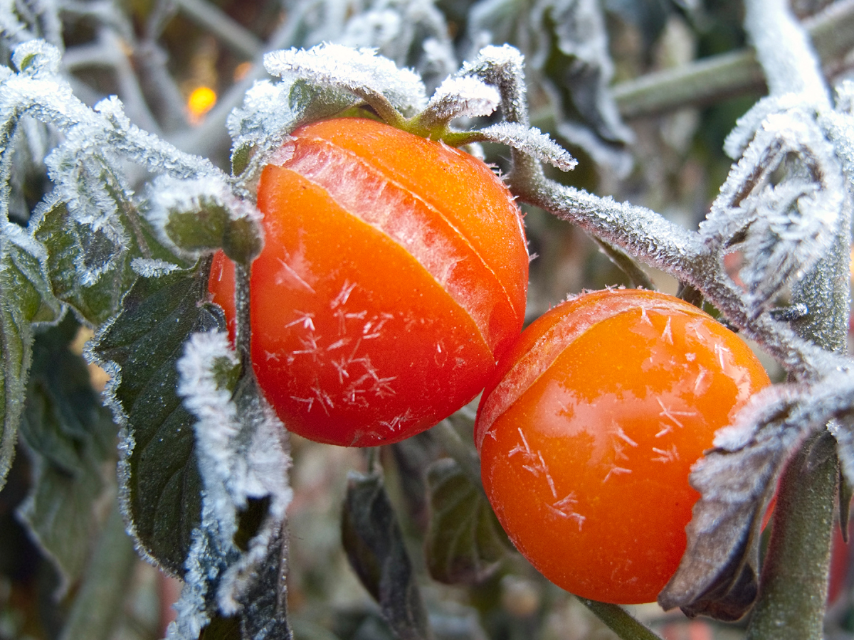 You are currently viewing Frosts, Freezes and Your Garden: What You Need to Know Now