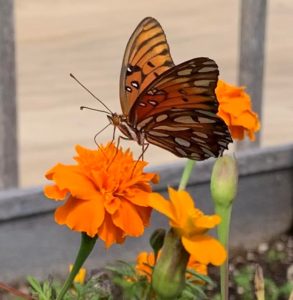 marigold and butterfly