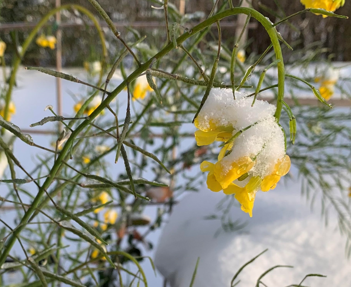 Read more about the article 4 Easy Steps to Prepare Your Garden for Winter