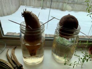 growing sweet potato slips in jars