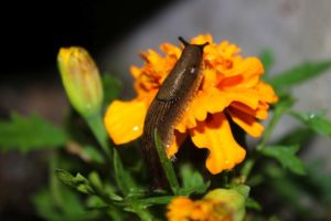 Read more about the article 6 Benefits to Growing Marigolds in Your Vegetable Garden