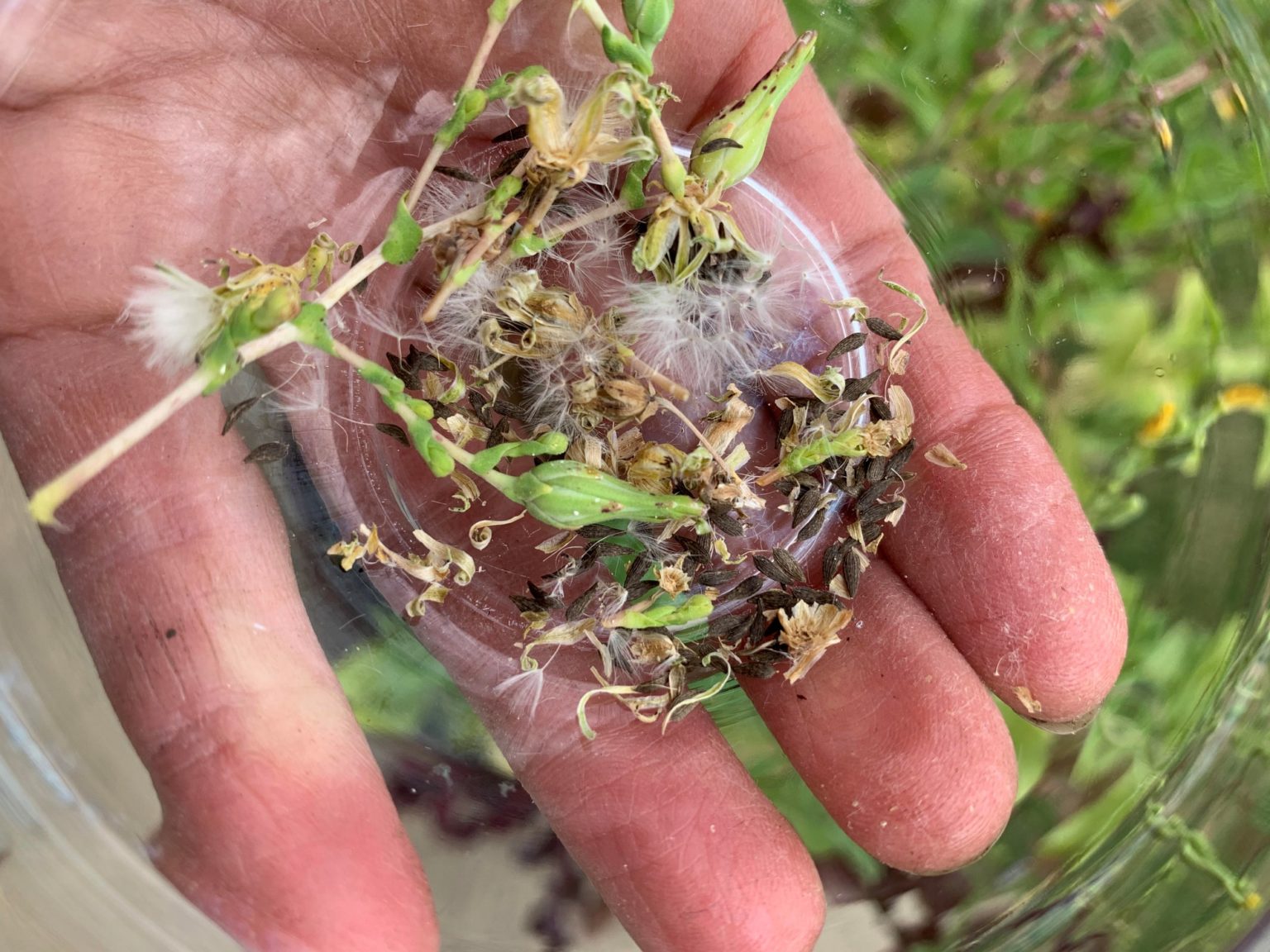 The Easy Way to Save Lettuce Seeds Okra In My Garden