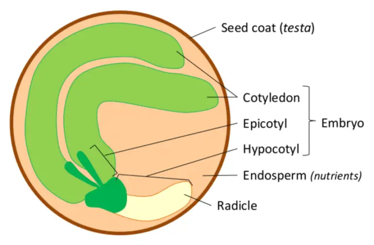 seed-scarification-3-ways-to-increase-germination-okra-in-my-garden