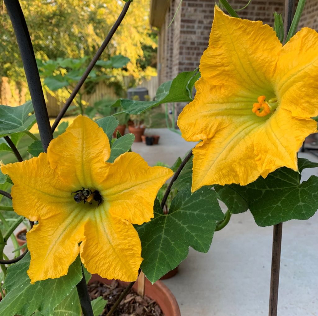 How to Grow Butternut Squash in Containers Okra In My Garden