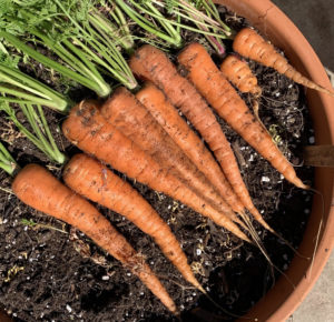 carrots grown in container