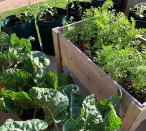 Read more about the article How to Choose the Right Containers for Growing Vegetables
